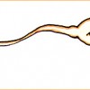 spermatozoo-eroe
