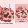 alveoli-surfctante