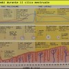 fasi ciclo mestruale