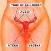 mestruazione