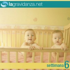 6-settimana-lagravidanza.net