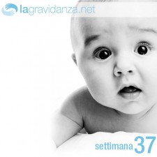 37-settimana-lagravidanza.net