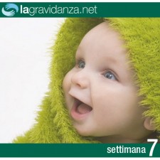 7-settimana-lagravidanza.net