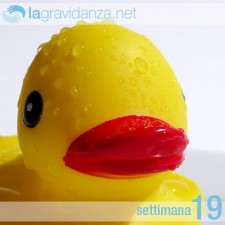 19-settimana-lagravidanza.net
