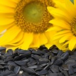 semi-girasole-fertilità
