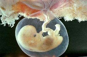 feto e placenta