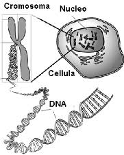 cellula