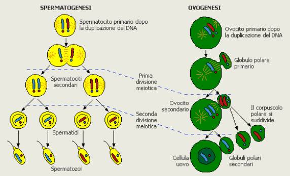 spermatogenesi e ovogenesi