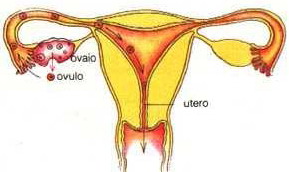 ovaio destro e ovaio sinistro