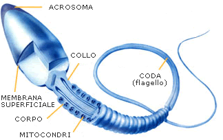 spermatozoi