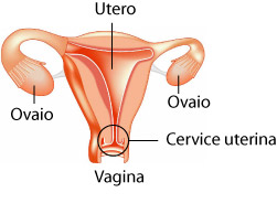 genitali femminili