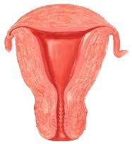 utero collo istmo vagina