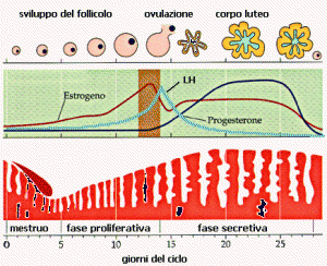 fasi del ciclo mestruale