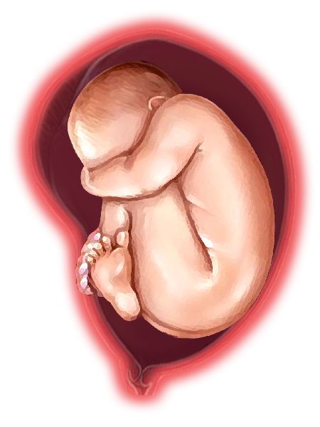 feto-presentazione-podalica