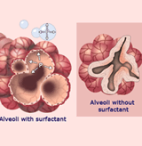 alveoli-surfctante