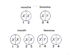 cromosomi X e Y