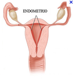 tessuto-utero