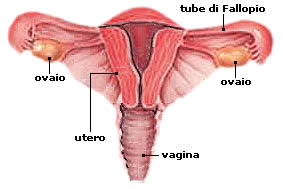 vagina