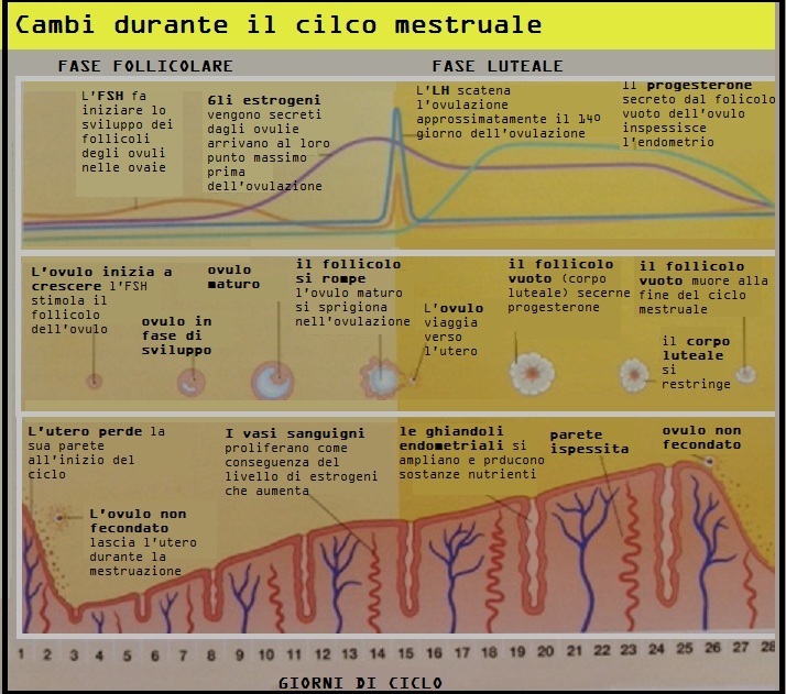 fasi ciclo mestruale