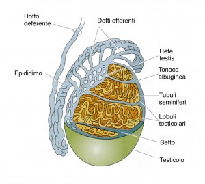 funzione epididimo