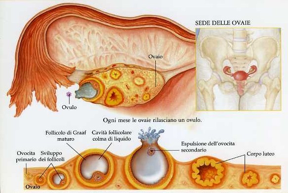 insufficienza luteale