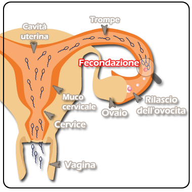 muco cervicale regolare