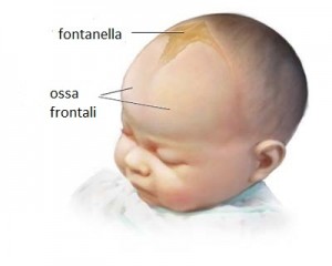 fontanelle-neonato