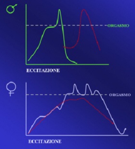 le quattro fasi del rapporto sessuale