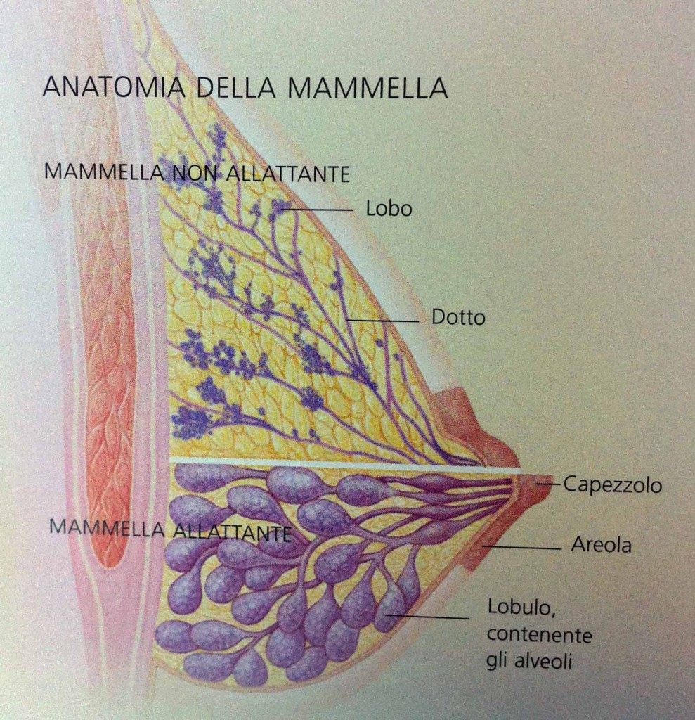 produzione latte naturale